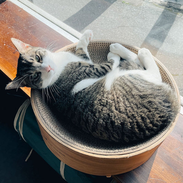 カフェねこ おはようございます🌞 今日は高田馬場店のお姉ちゃんが就活で