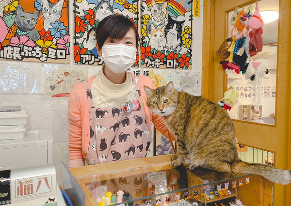 八戸最初の猫カフェ！　本八戸駅通り〈ねこカフェ猫八〉で癒しの時間を。【内丸】